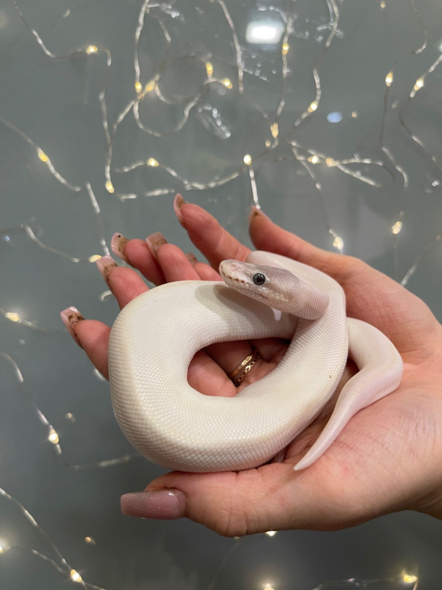 Королівський пітон