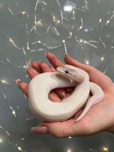 Королівський пітон