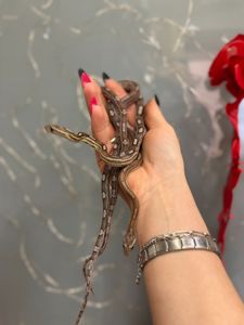 Маїсовий полоз різні морфи