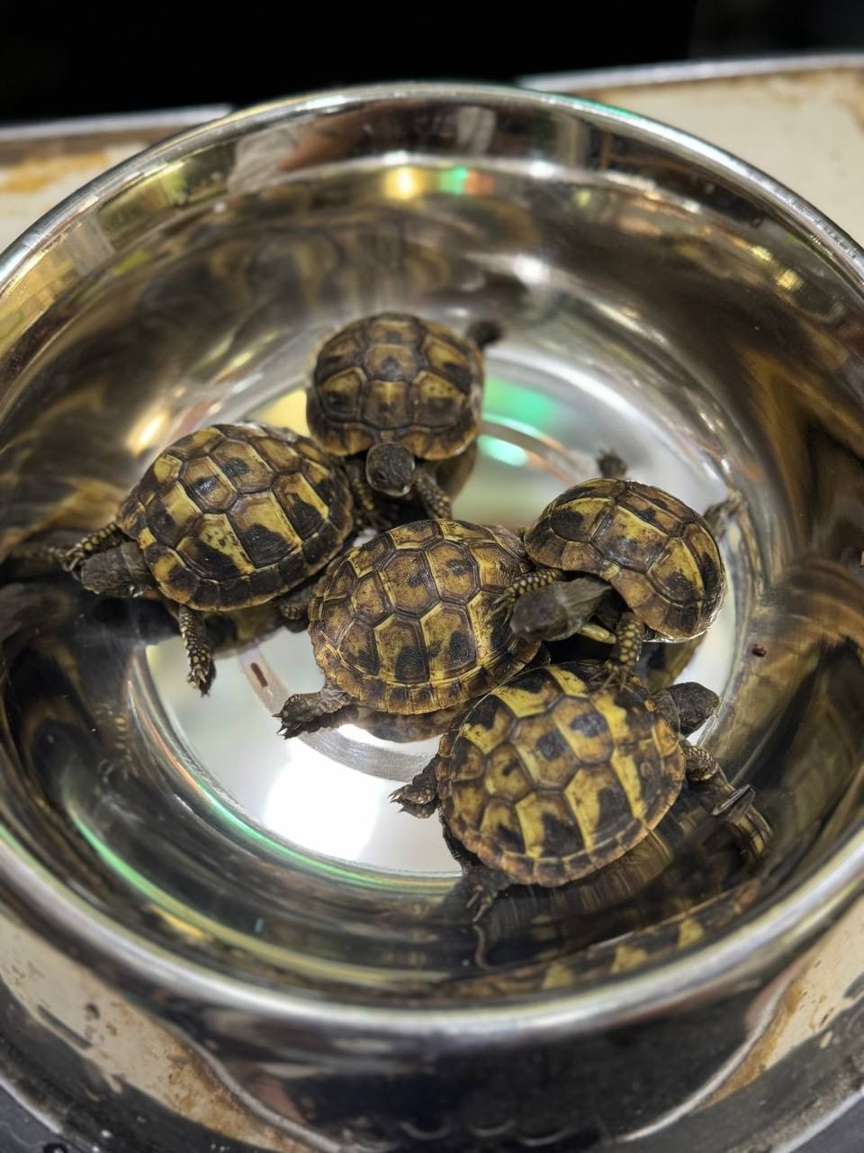 Балканська сухопутна черепашка