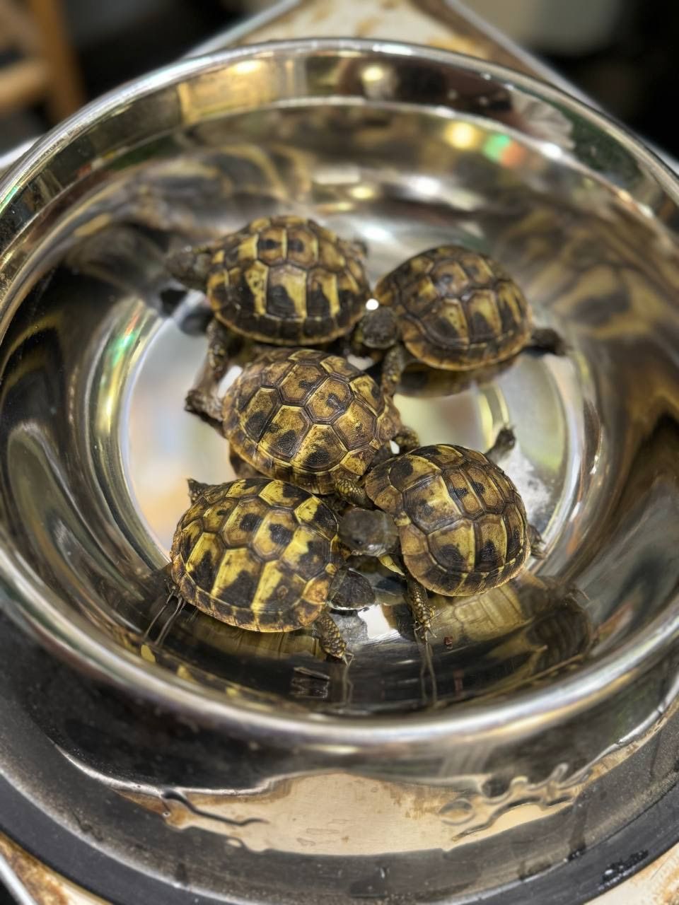 Балканська сухопутна черепашка