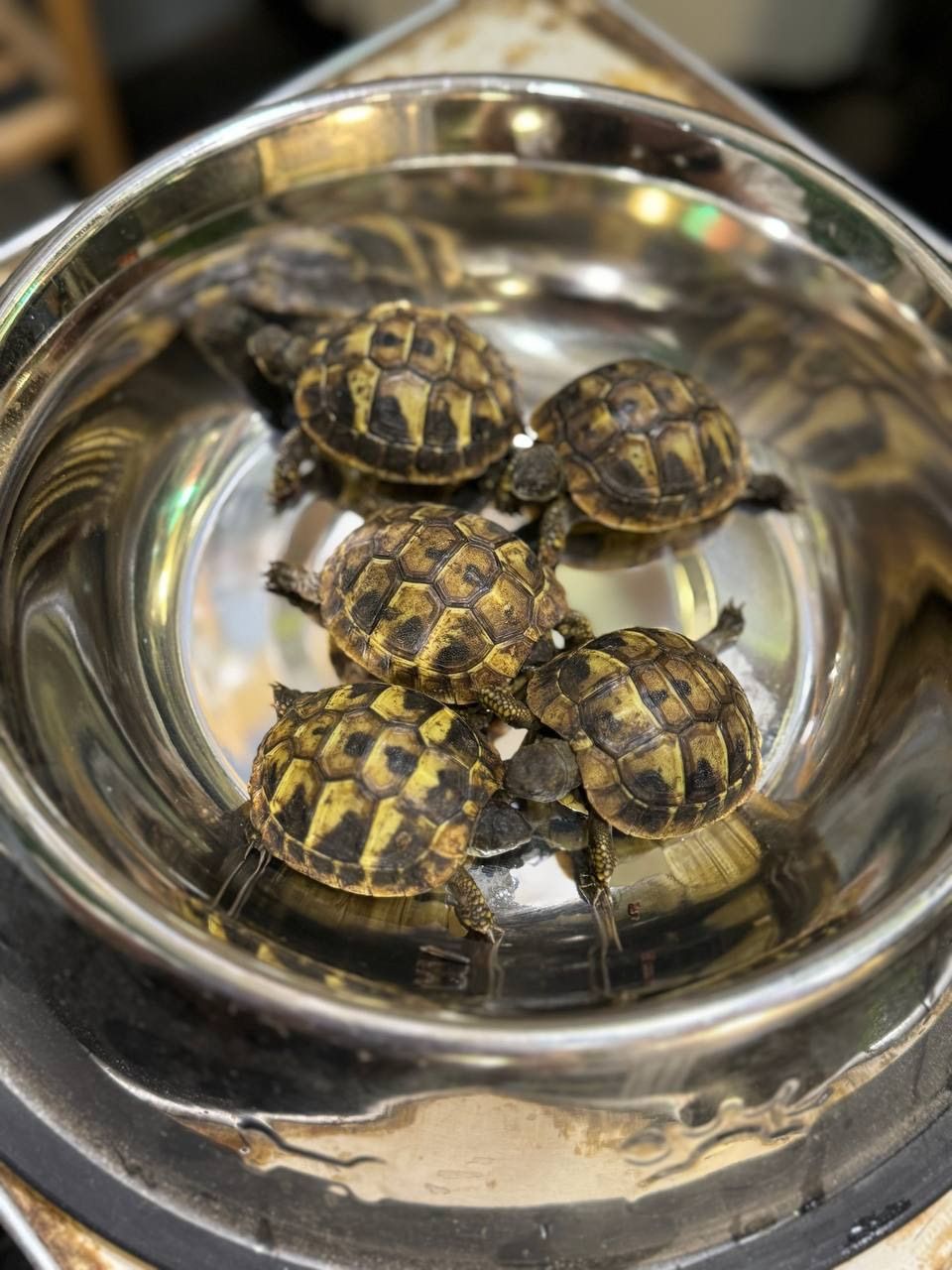 Балканська сухопутна черепашка