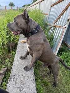 Молодий кобель.