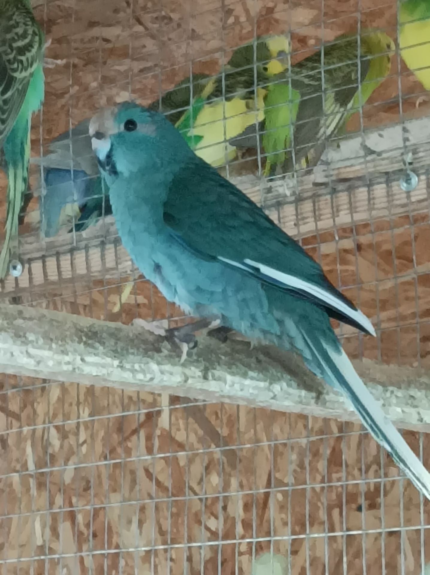 Какарик