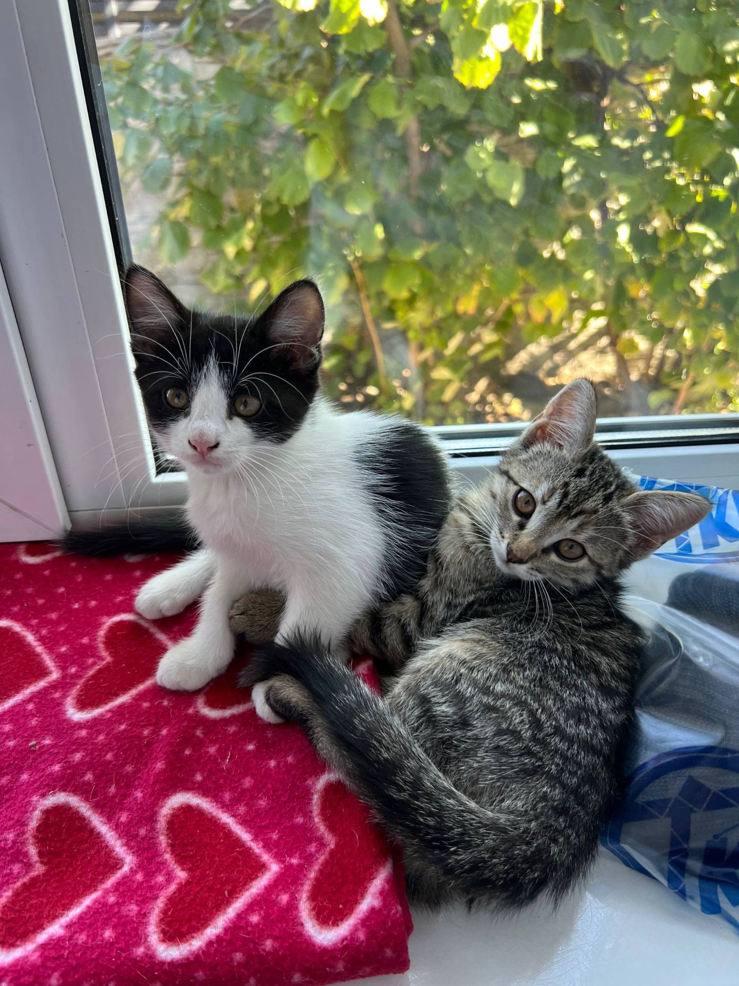 Котята безплатно