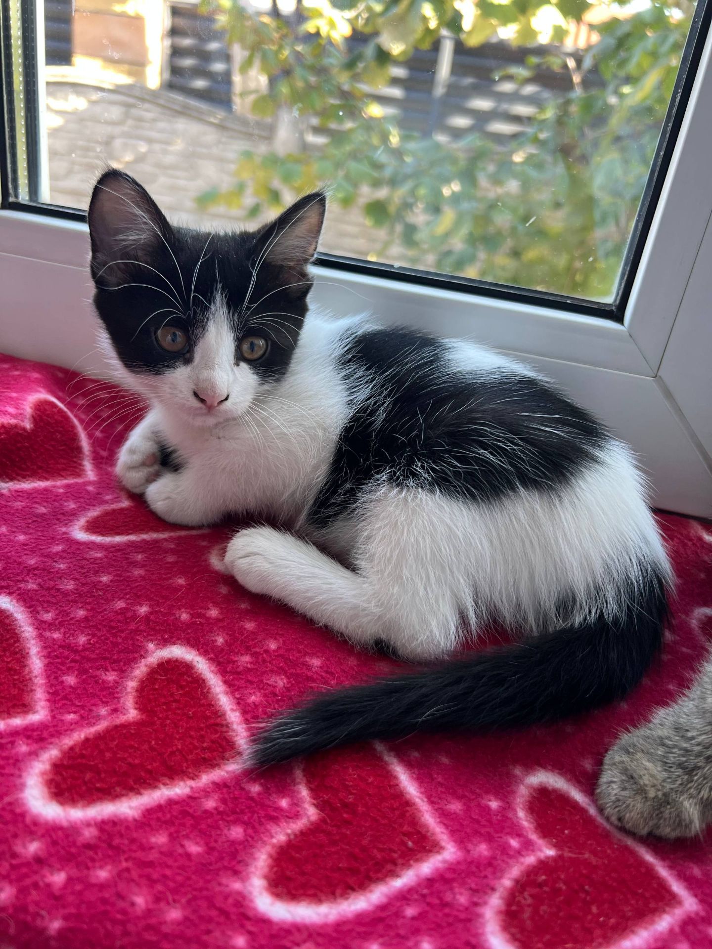 Котята безплатно