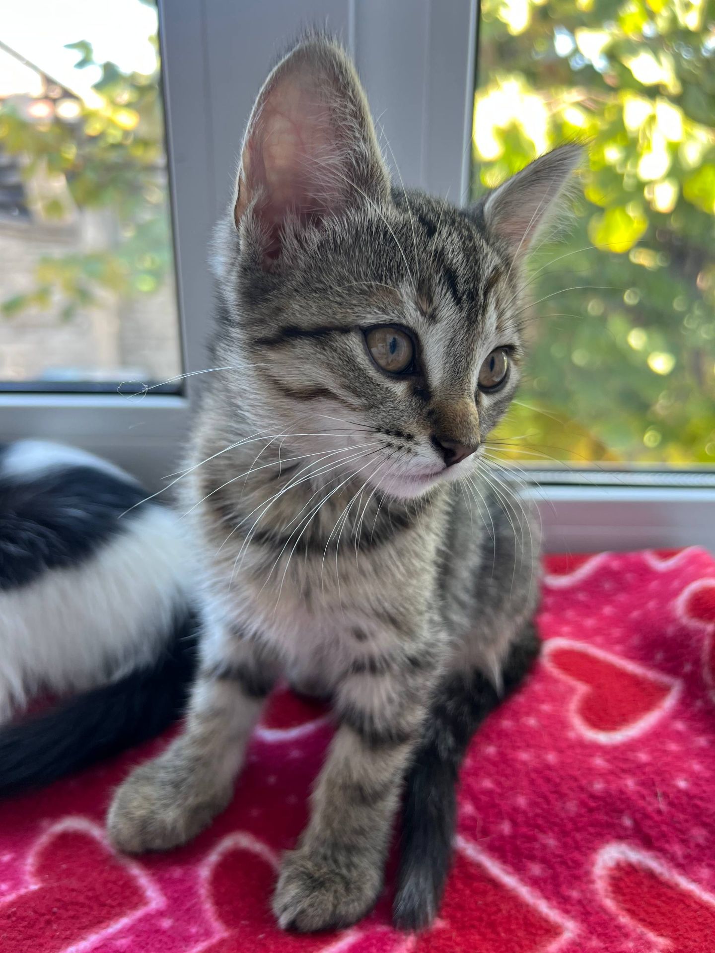 Котята безплатно
