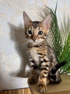Бенгальські золоті кошенята