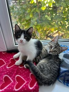 Котята безплатно