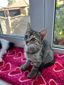 Котята безплатно