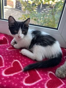 Котята безплатно