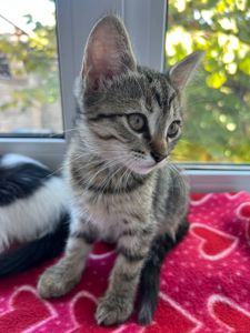 Котята безплатно