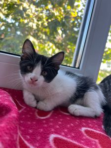 Котята безплатно