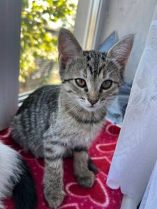 Котята безплатно