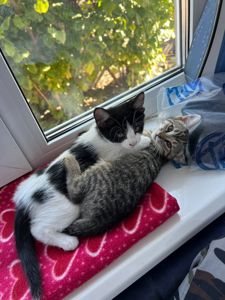 Котята безплатно