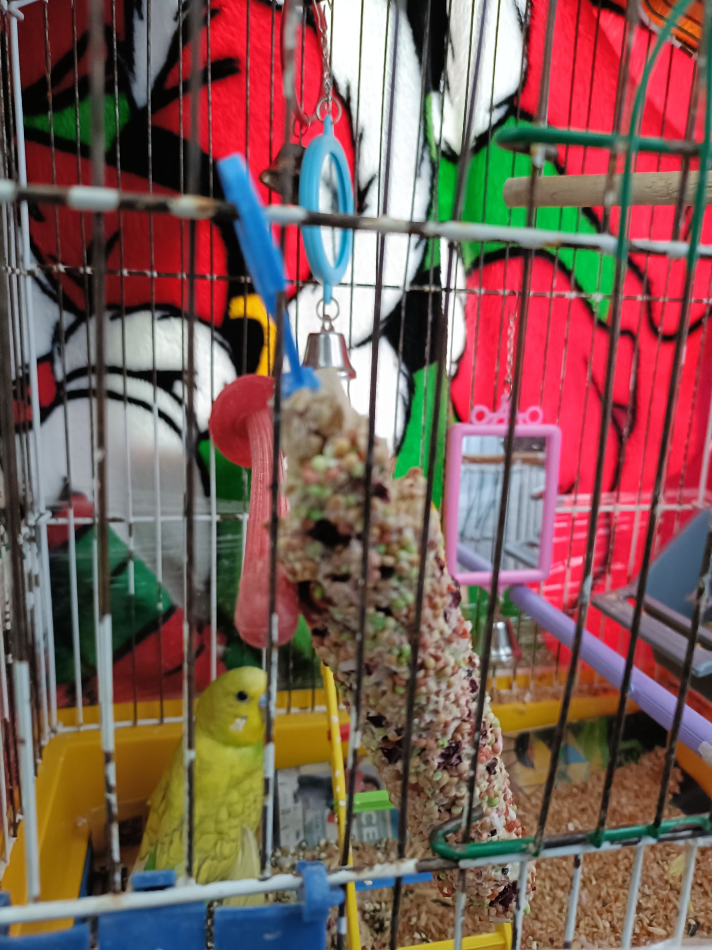 Красивый яркий попугай молоденький