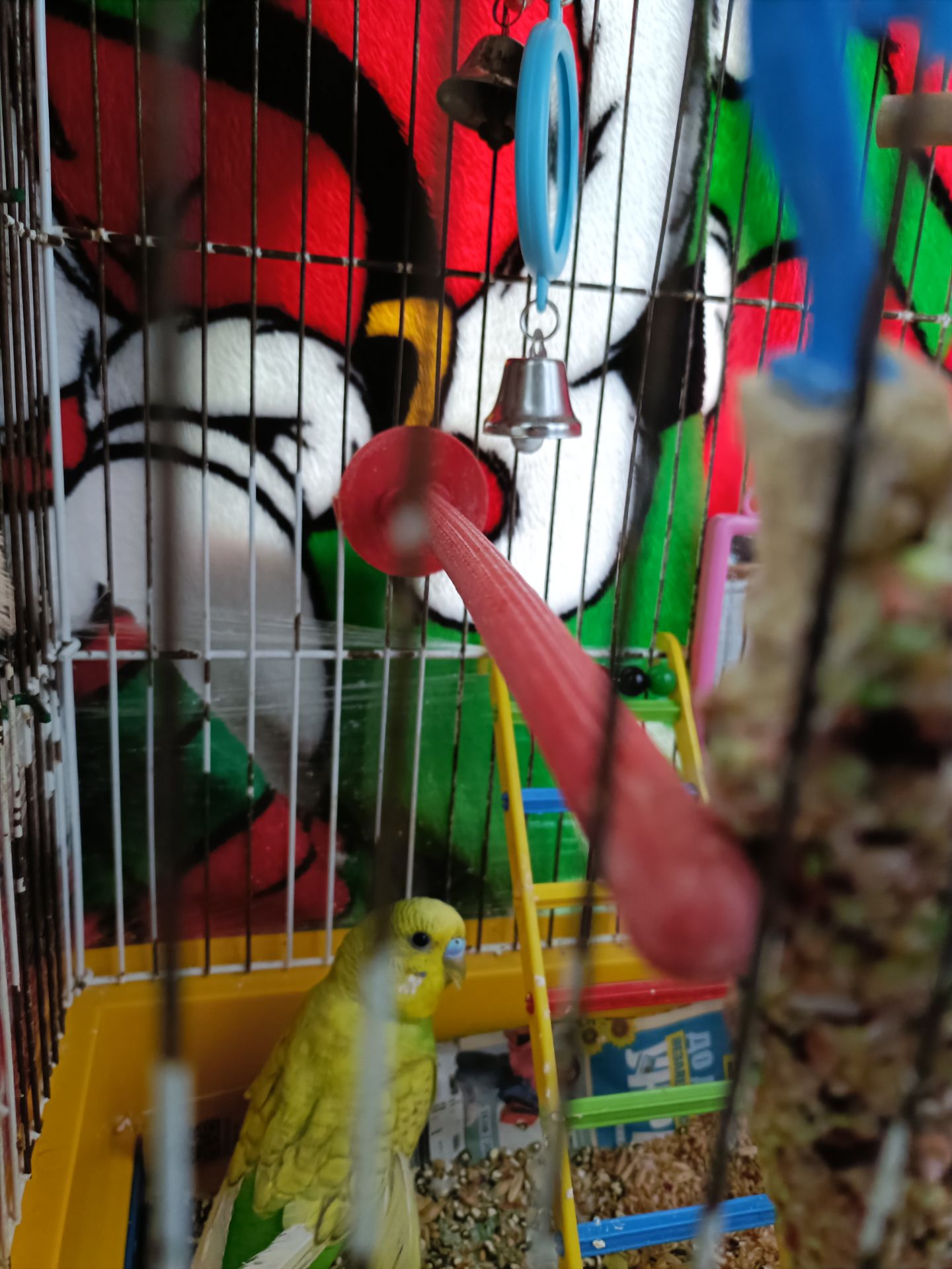 Красивый яркий попугай молоденький