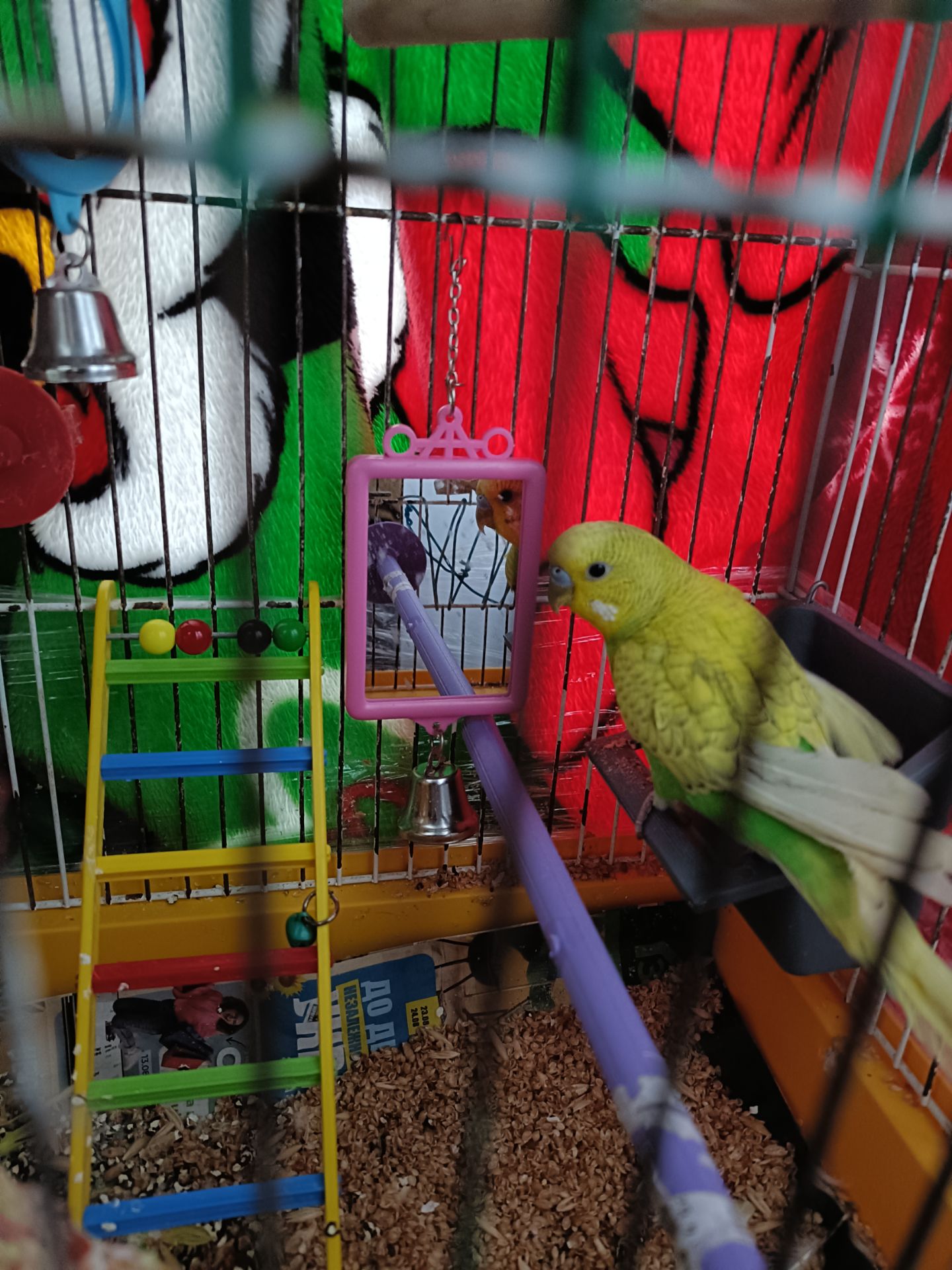 Красивый яркий попугай молоденький