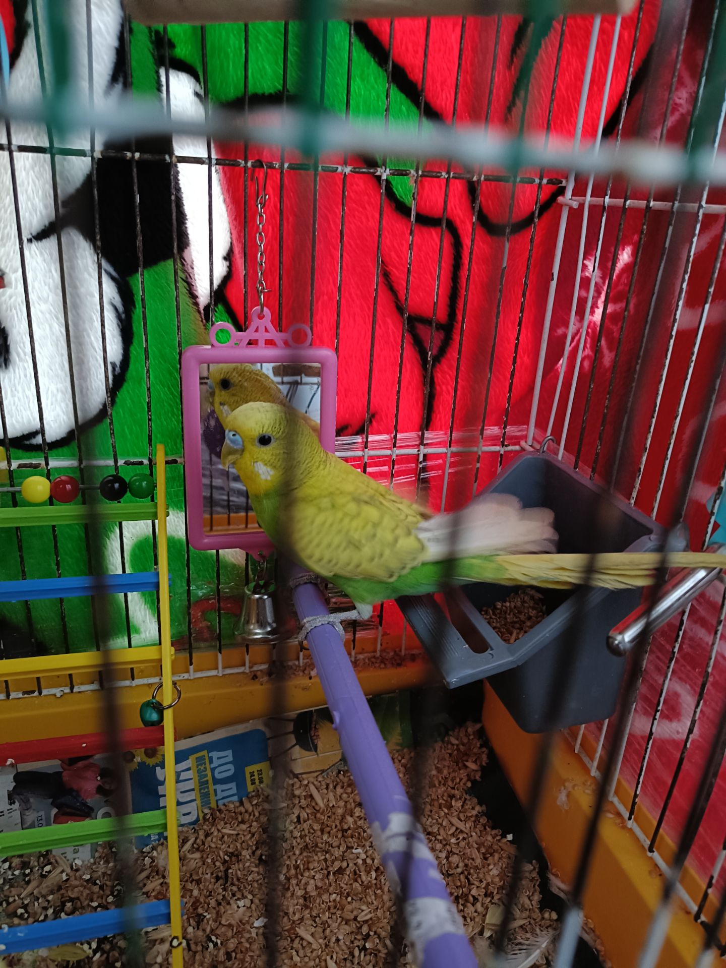 Красивый яркий попугай молоденький