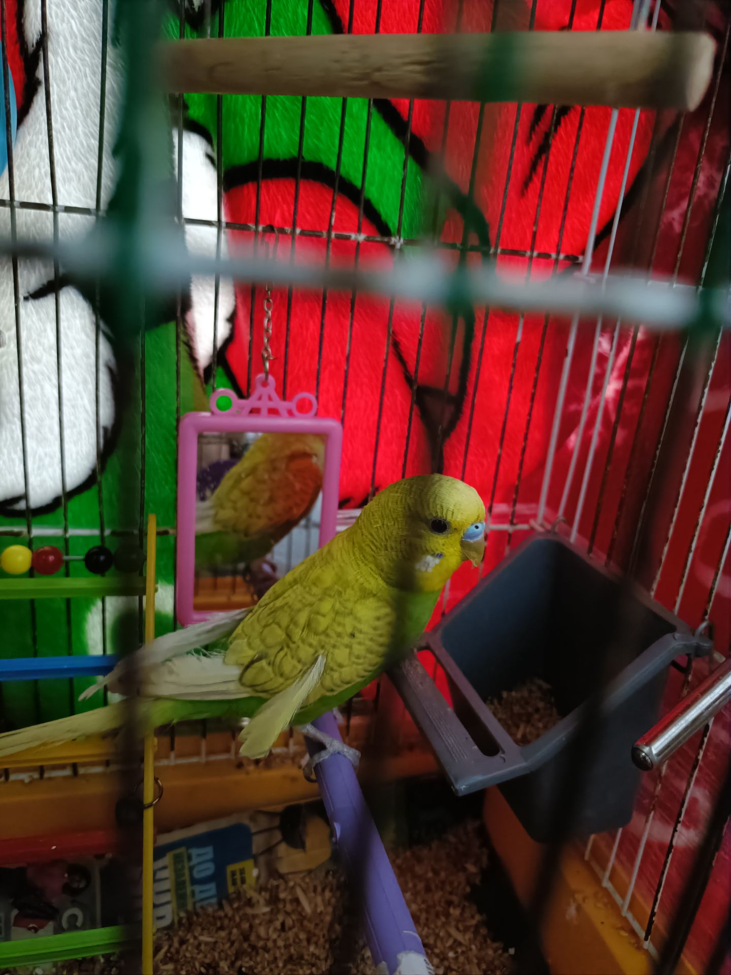 Красивый яркий попугай молоденький