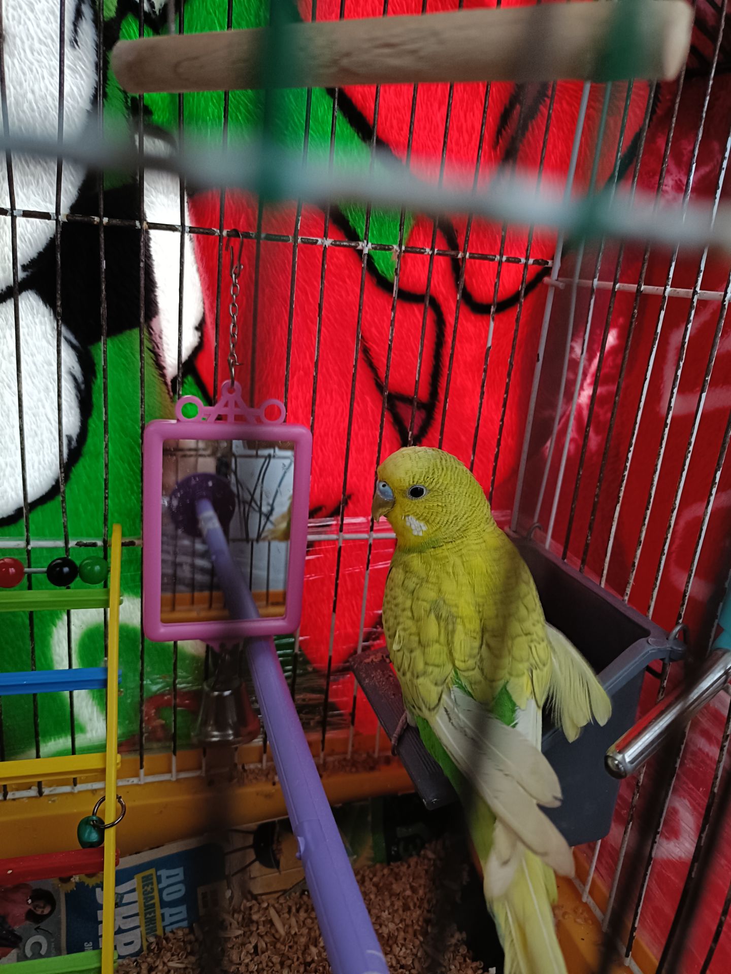 Красивый яркий попугай молоденький