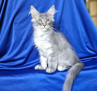Голубой мальчик на серебре мейн кун