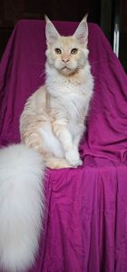 Огромный мальчик мейн кун