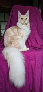 Огромный мальчик мейн кун