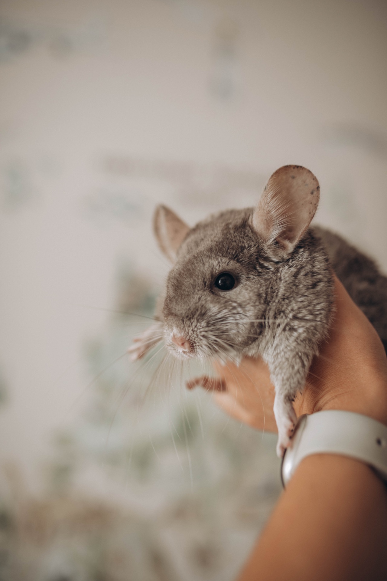 Шиншила хлопчик