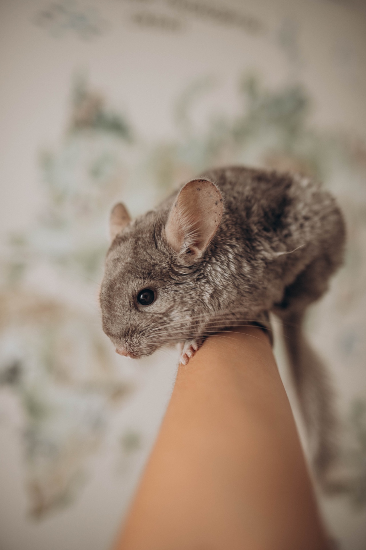 Шиншила хлопчик