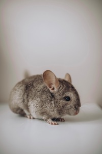 Шиншила хлопчик