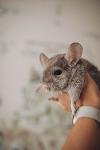 Шиншила хлопчик