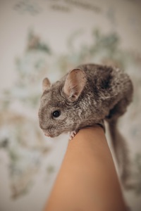 Шиншила хлопчик