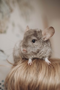 Шиншила хлопчик