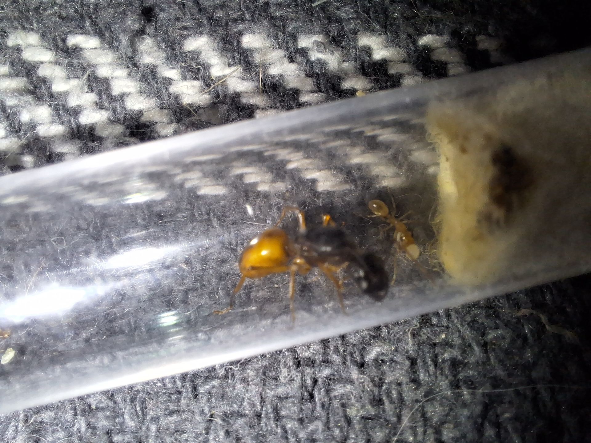 Camponotus fedtschenkoi. Экзотические муравьи. Формикарий