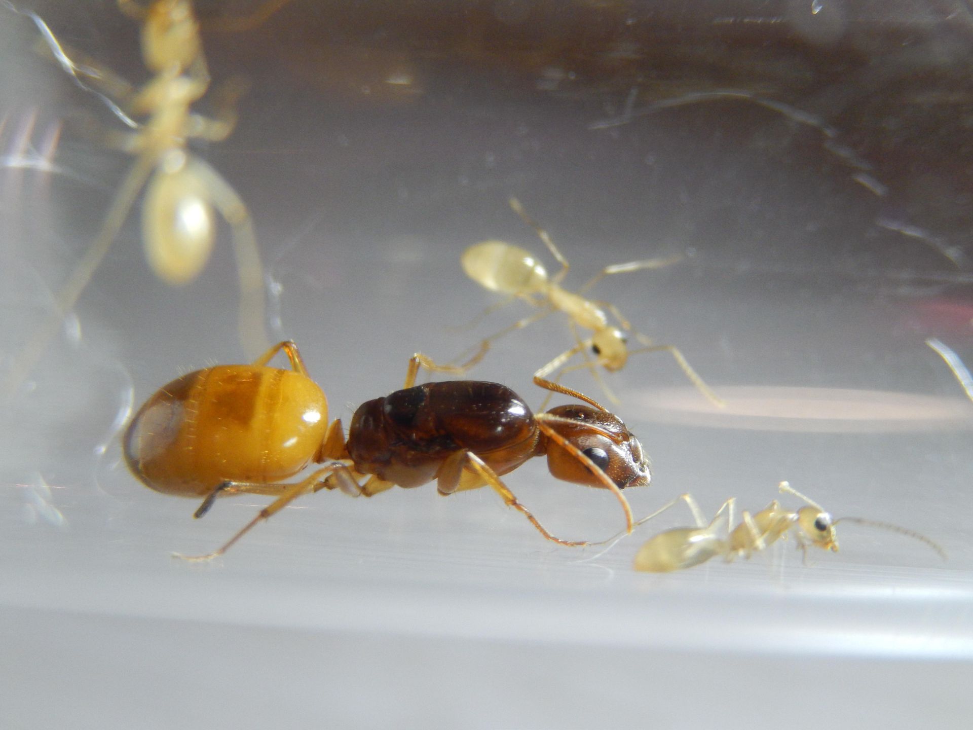 Camponotus fedtschenkoi. Экзотические муравьи. Формикарий