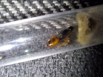Camponotus fedtschenkoi. Экзотические муравьи. Формикарий