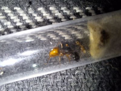 Camponotus fedtschenkoi. Экзотические муравьи. Формикарий