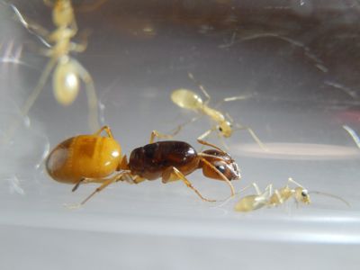 Camponotus fedtschenkoi. Экзотические муравьи. Формикарий