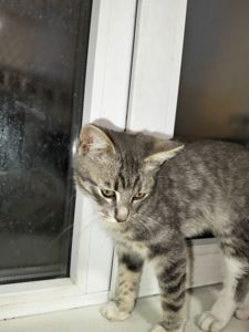 Том