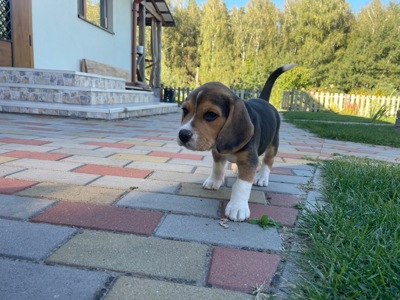 Цуценята бігля