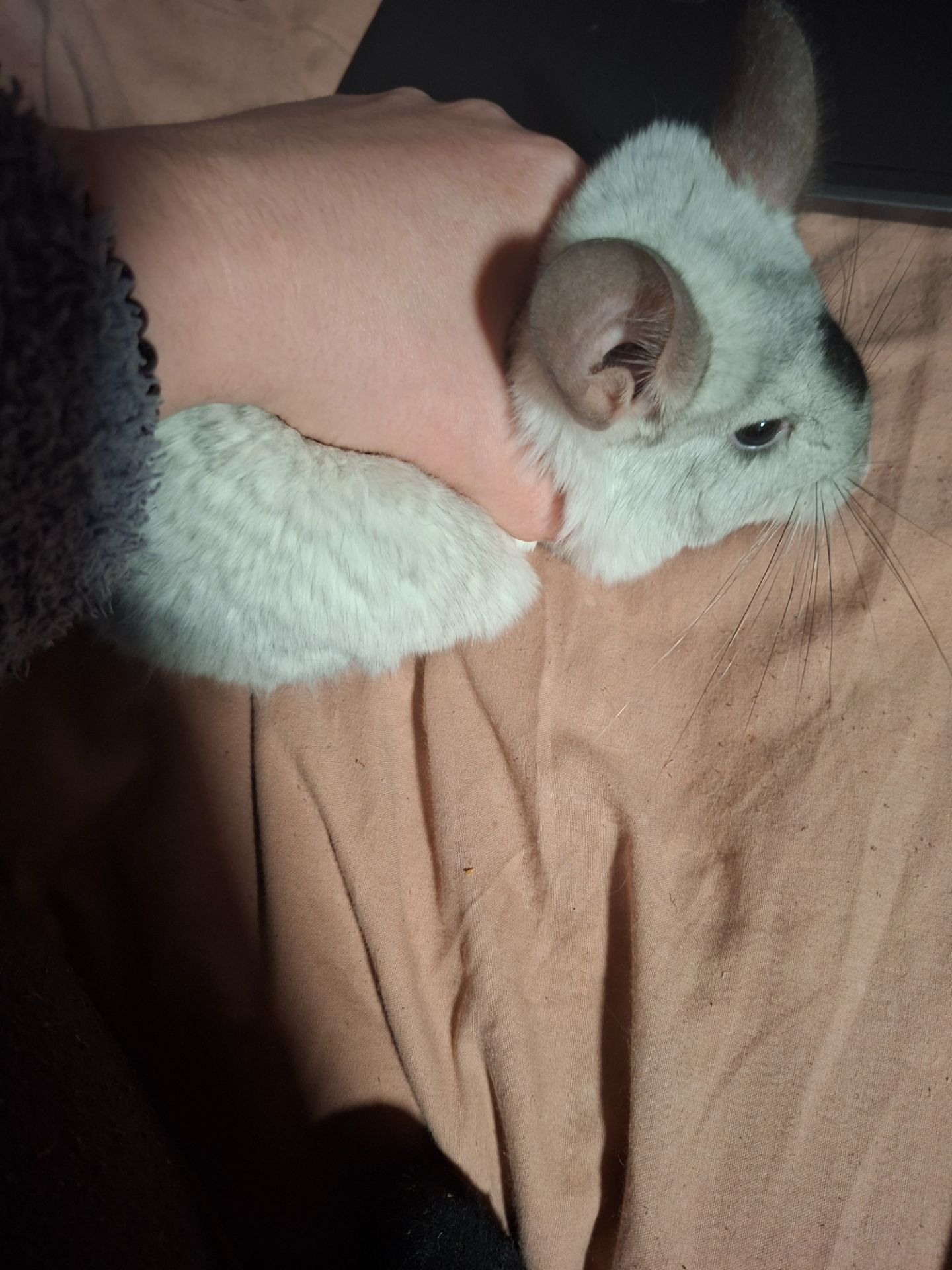 Продам шиншилу з повним комплектом