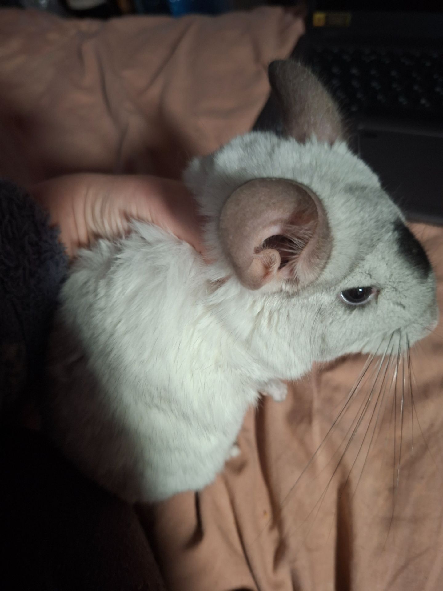 Продам шиншилу з повним комплектом