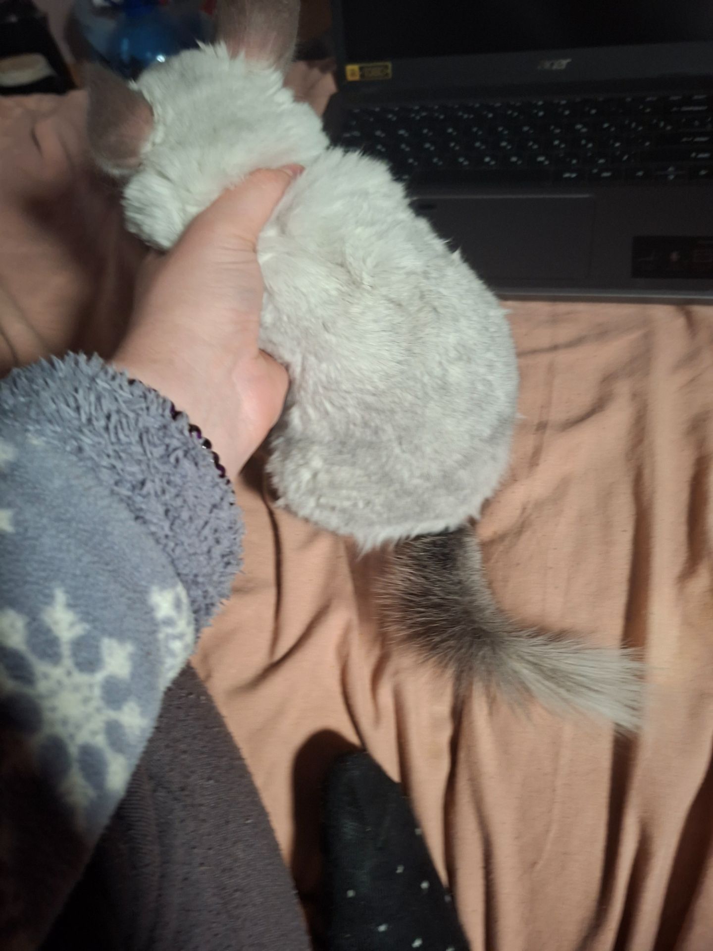 Продам шиншилу з повним комплектом