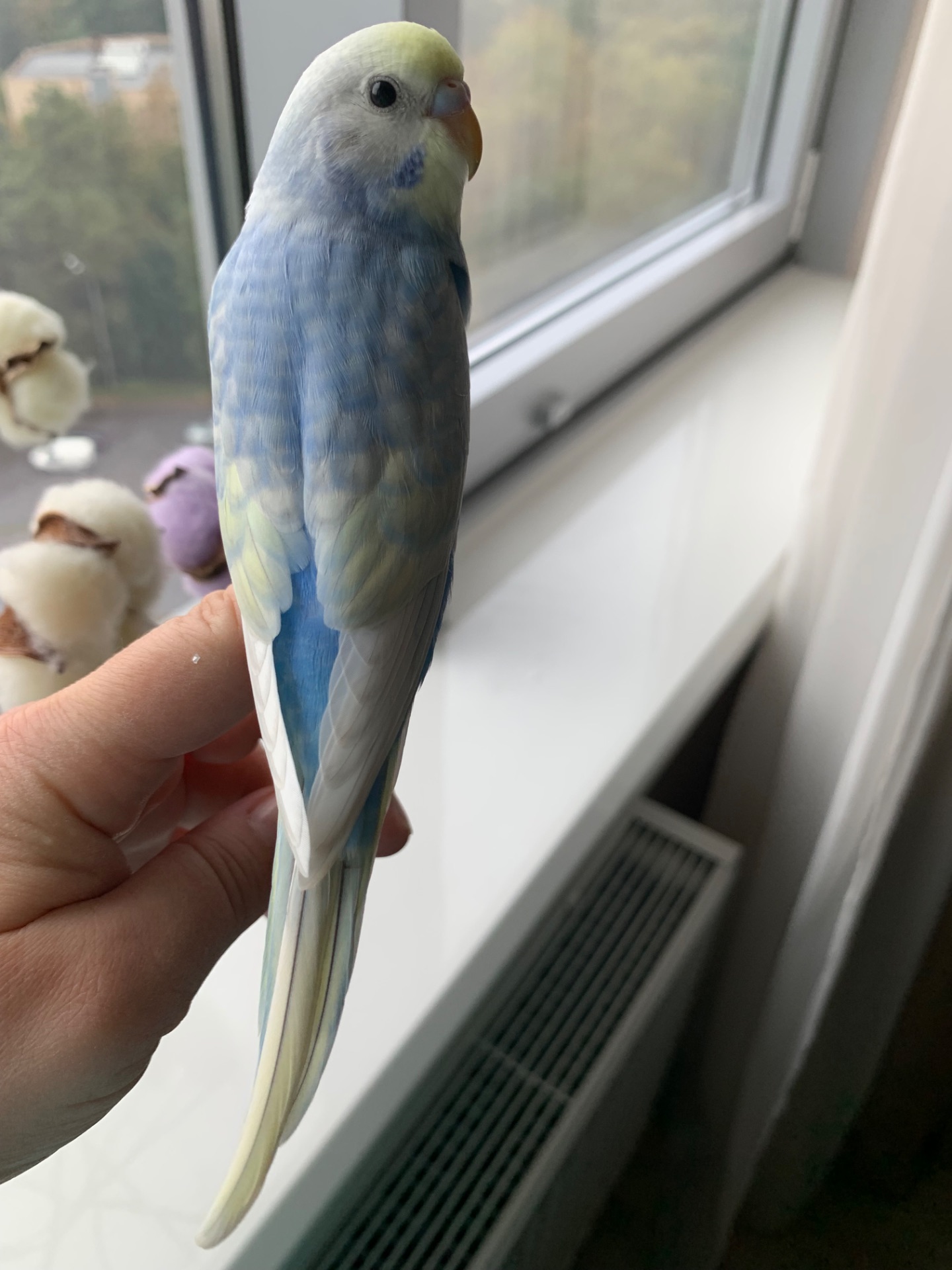 Хвилясті папуги