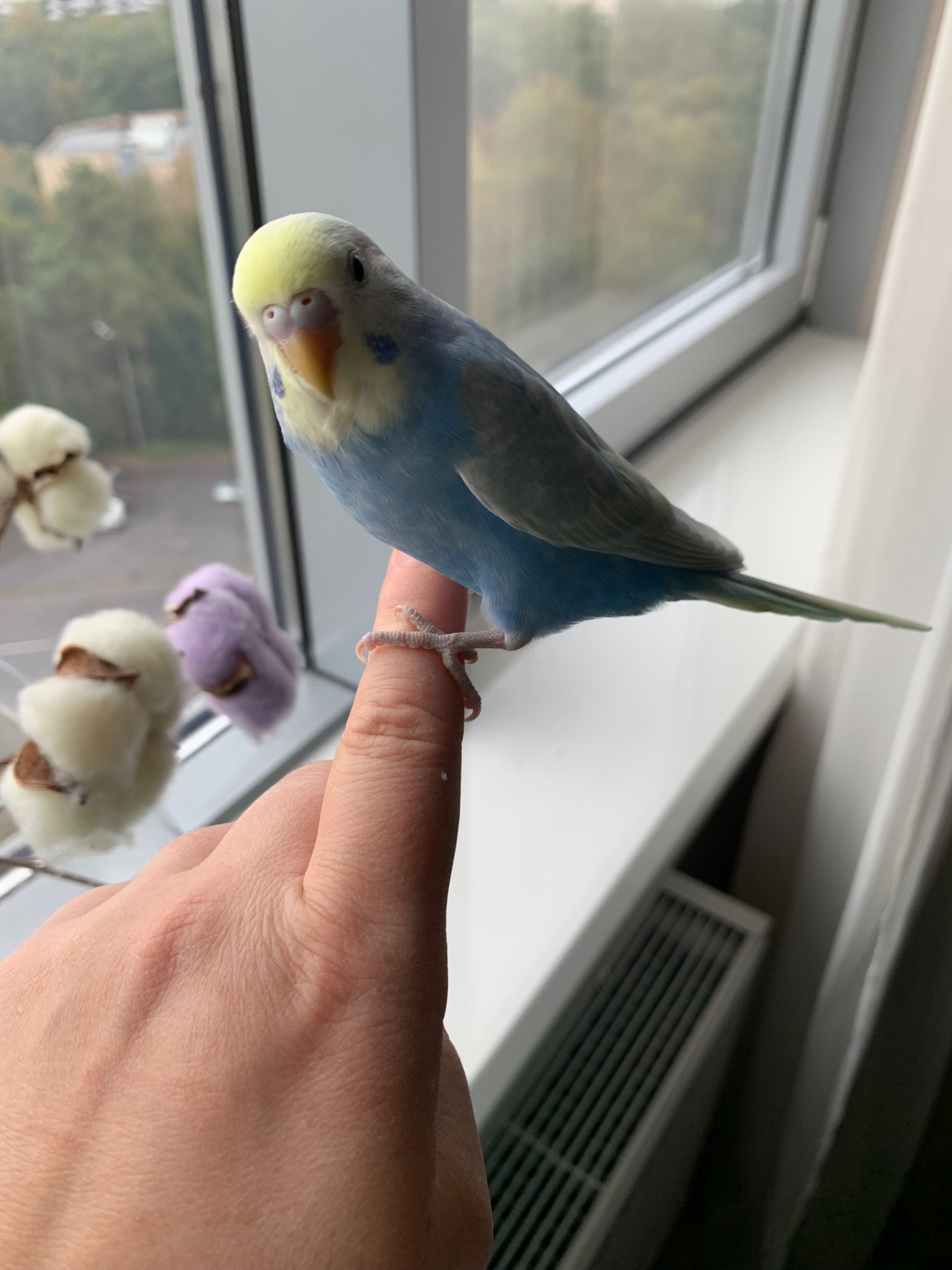 Хвилясті папуги