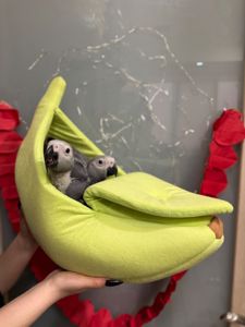 Пташенята жако