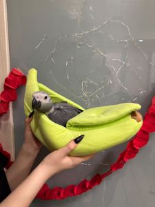 Пташенята жако