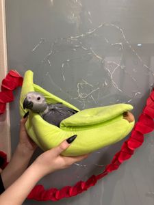 Пташенята жако
