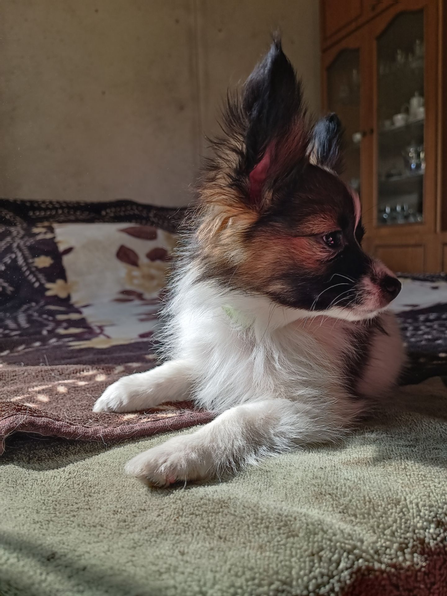 Цуценя Папійон/папильон (Papillon) /континентальний той-спанієль